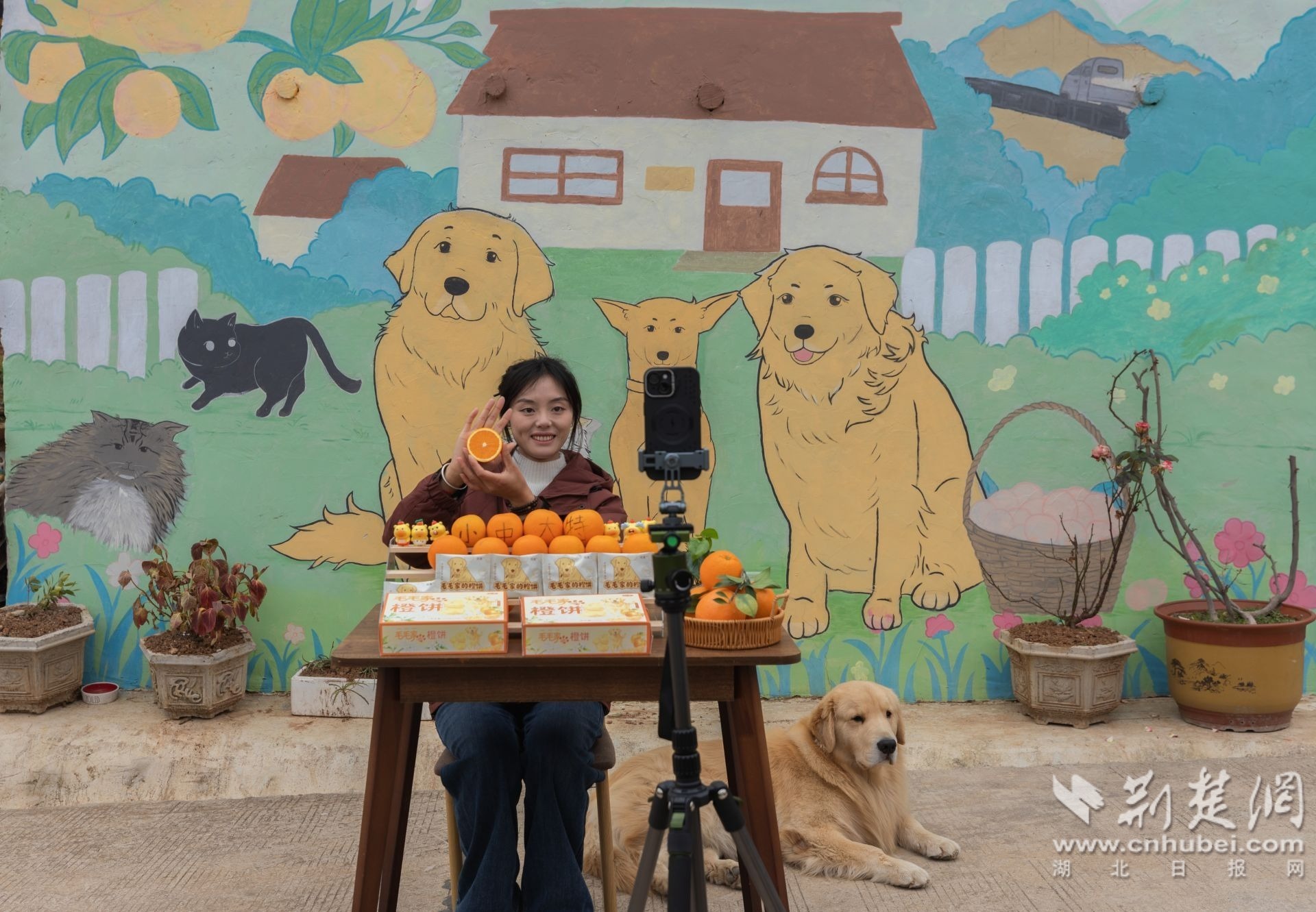 1”毛毛妈“正在直播带货脐橙.jpg.jpg